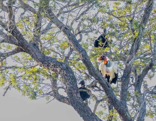 SouthWild Wolf Camp, Brazilian tropical dry forest