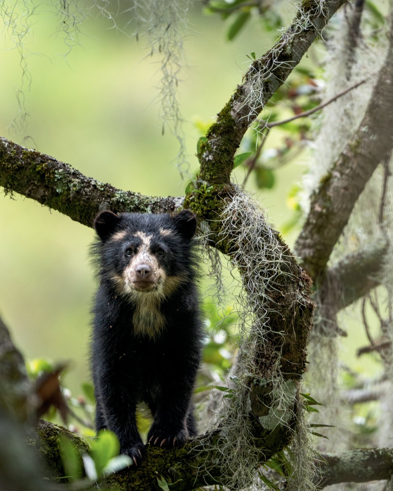 Bear Canyon: Up Close with Paddington