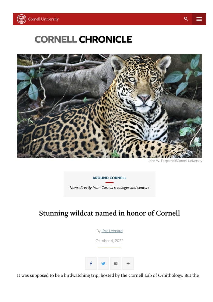 Cover of A Stunning Wildcat Named in Honor of Cornell