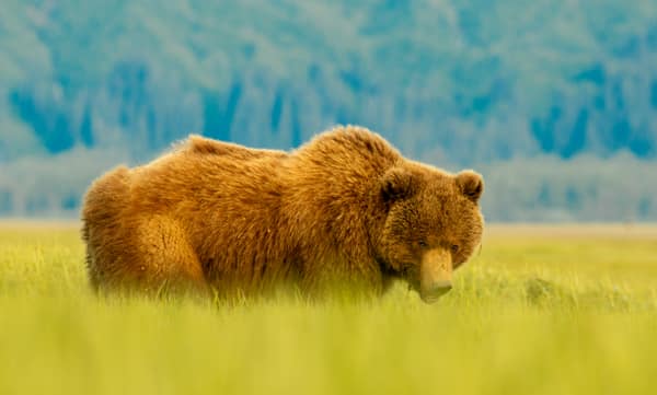 Coastal Brown Bears of Chinitna Bay, Alaska