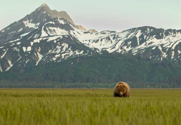 Coastal Brown Bears of Chinitna Bay, Alaska