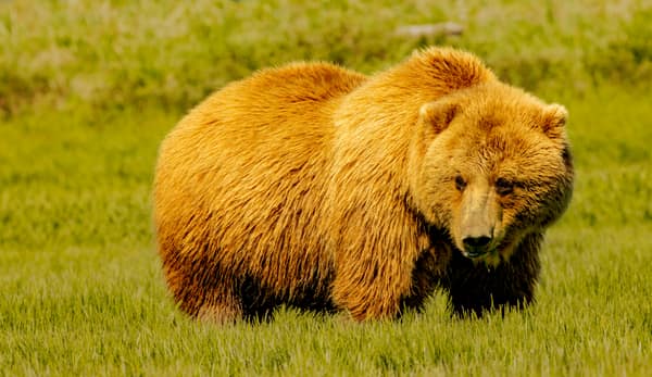 Coastal Brown Bears of Chinitna Bay, Alaska