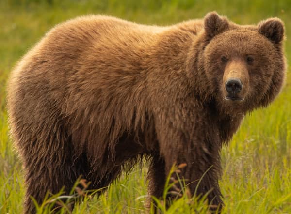 Coastal Brown Bears of Chinitna Bay, Alaska