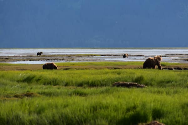 Coastal Brown Bears of Chinitna Bay, Alaska