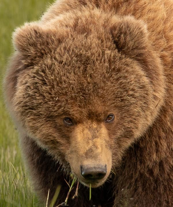Coastal Brown Bears of Chinitna Bay, Alaska