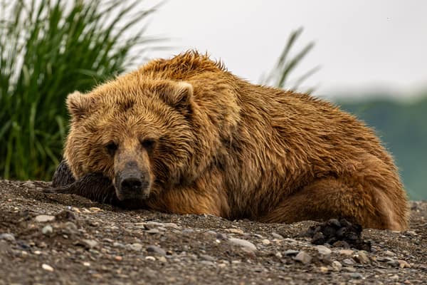 Coastal Brown Bears of Chinitna Bay, Alaska