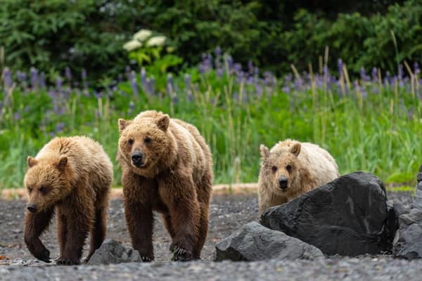 Coastal Brown Bears of Chinitna Bay, Alaska
