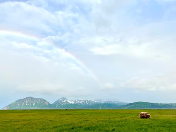 Coastal Brown Bears of Chinitna Bay, Alaska