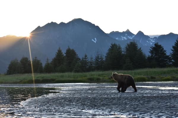 Coastal Brown Bears of Chinitna Bay, Alaska