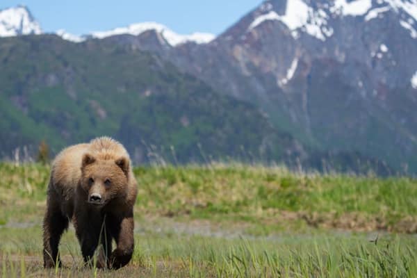 Coastal Brown Bears of Chinitna Bay, Alaska