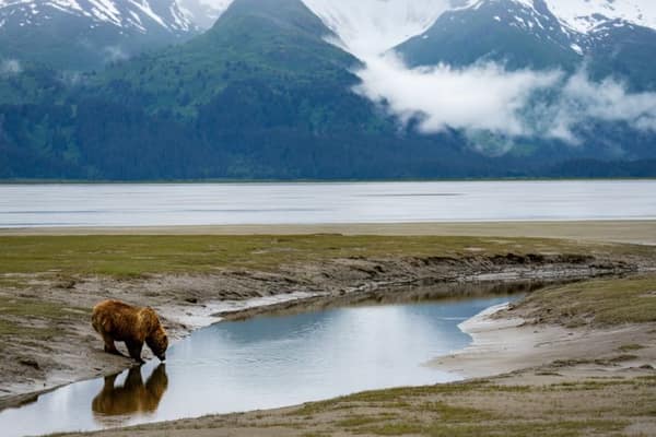 Coastal Brown Bears of Chinitna Bay, Alaska