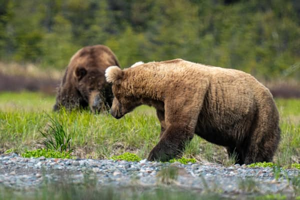 Coastal Brown Bears of Chinitna Bay, Alaska