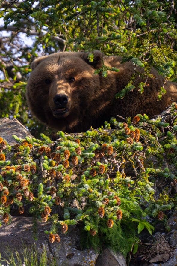 Coastal Brown Bears of Chinitna Bay, Alaska