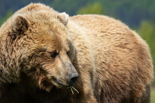 Coastal Brown Bears of Chinitna Bay, Alaska