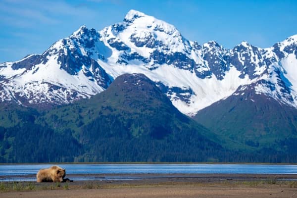 Coastal Brown Bears of Chinitna Bay, Alaska
