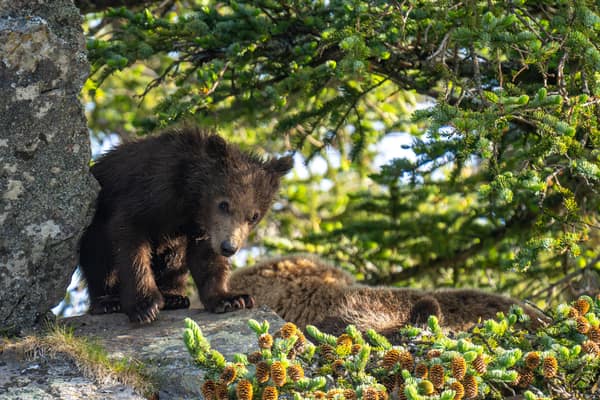 Coastal Brown Bears of Chinitna Bay, Alaska