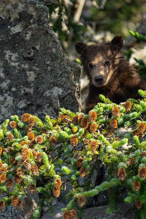 Coastal Brown Bears of Chinitna Bay, Alaska