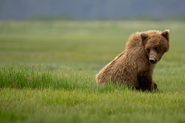 Coastal Brown Bears of Chinitna Bay, Alaska