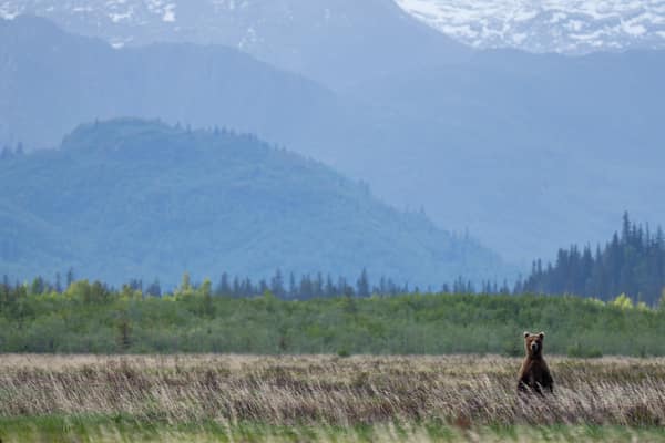Coastal Brown Bears of Chinitna Bay, Alaska