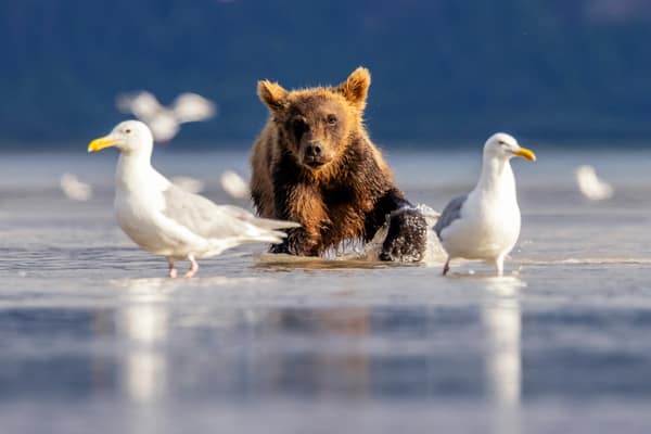 Coastal Brown Bears of Chinitna Bay, Alaska