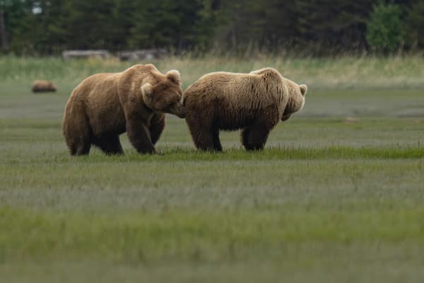 Coastal Brown Bears of Chinitna Bay, Alaska