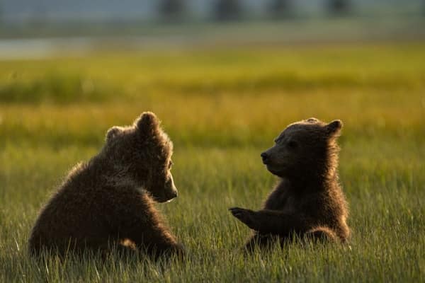 Coastal Brown Bears of Chinitna Bay, Alaska