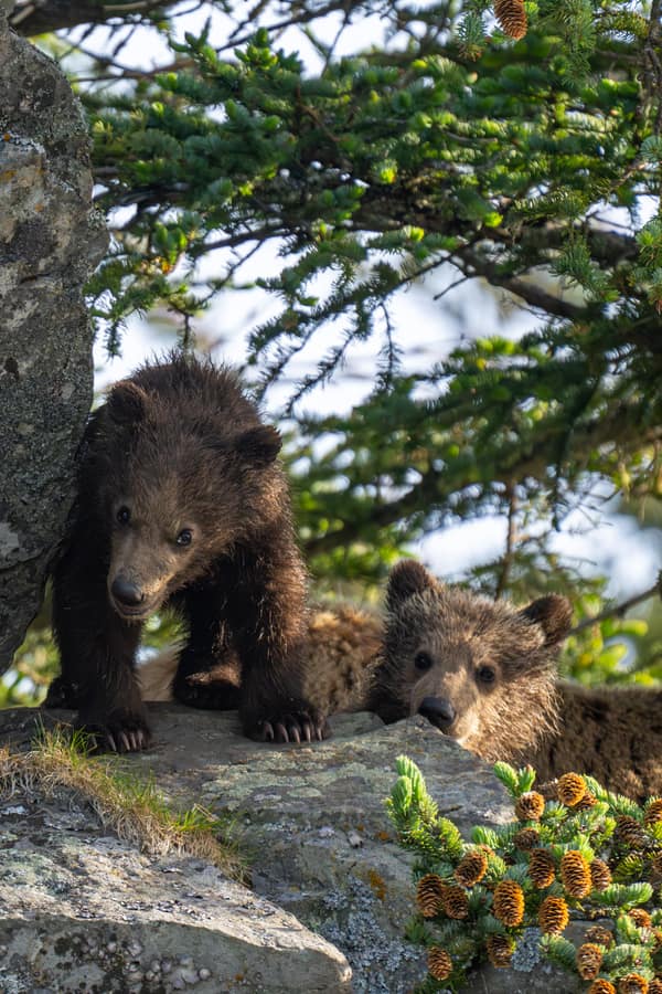 Coastal Brown Bears of Chinitna Bay, Alaska