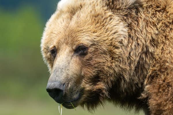 Coastal Brown Bears of Chinitna Bay, Alaska