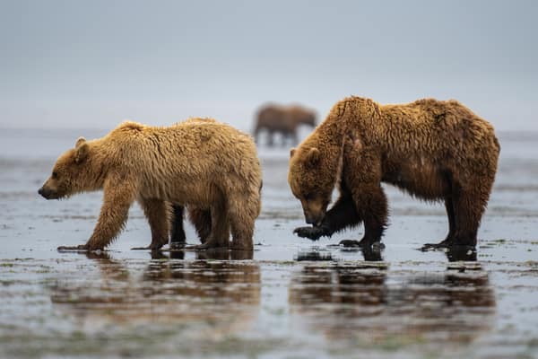 Coastal Brown Bears of Chinitna Bay, Alaska