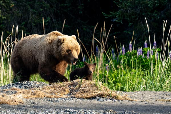 Coastal Brown Bears of Chinitna Bay, Alaska