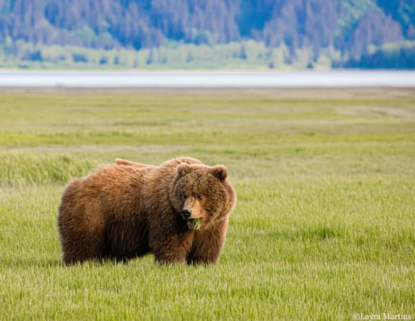 Coastal Brown Bears of Chinitna Bay, Alaska