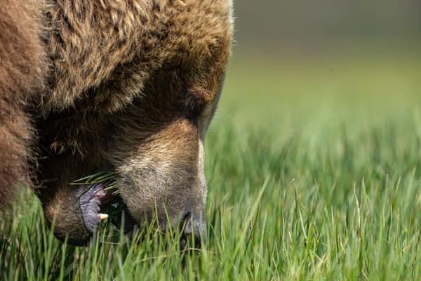 Coastal Brown Bears of Chinitna Bay, Alaska