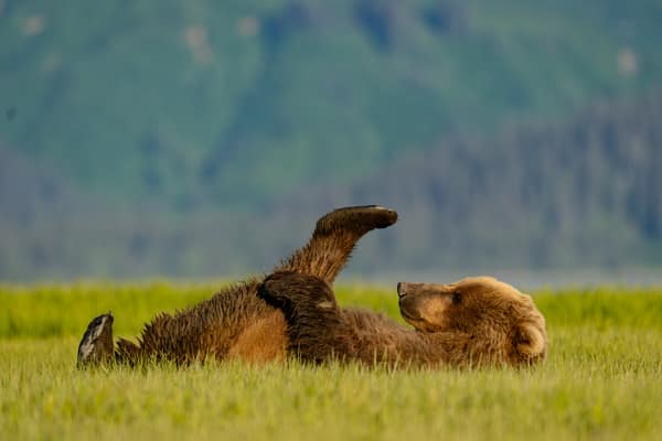 Coastal Brown Bears of Chinitna Bay, Alaska