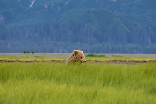 Coastal Brown Bears of Chinitna Bay, Alaska