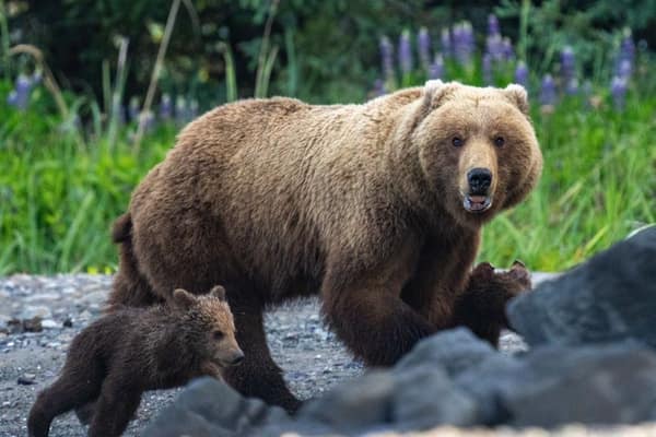 Coastal Brown Bears of Chinitna Bay, Alaska