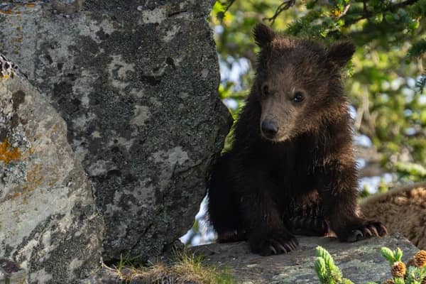 Coastal Brown Bears of Chinitna Bay, Alaska