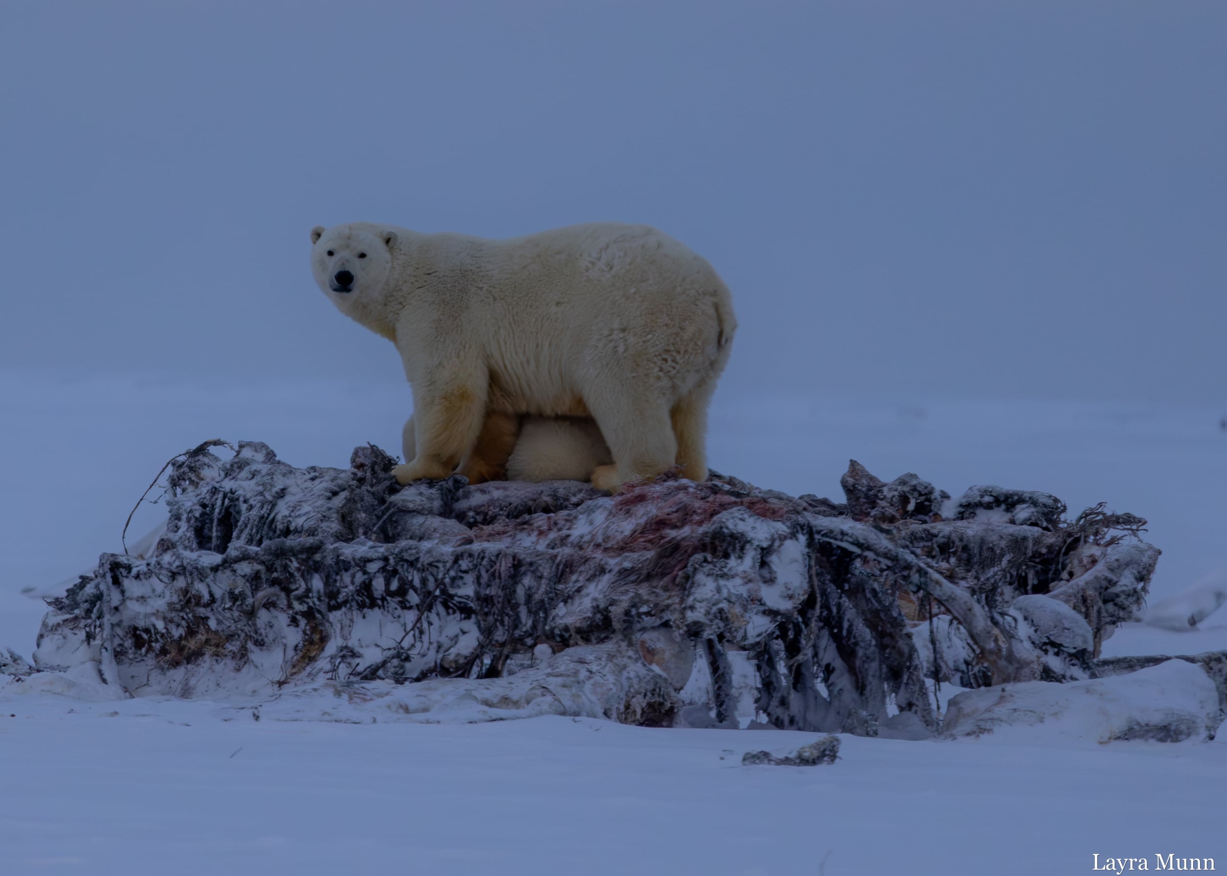 Alaska Polar Bear, Kaktovik, Arctic Alaska