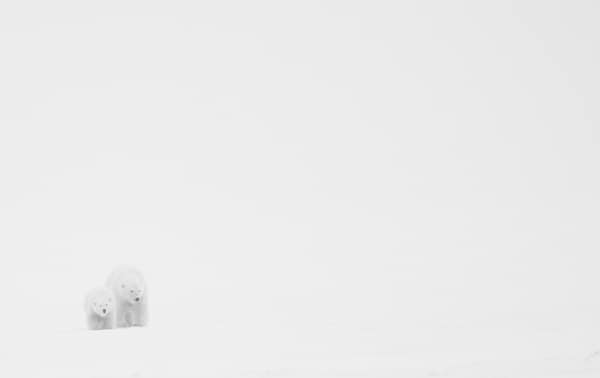 Polar Bears at Kaktovik, Arctic Alaska