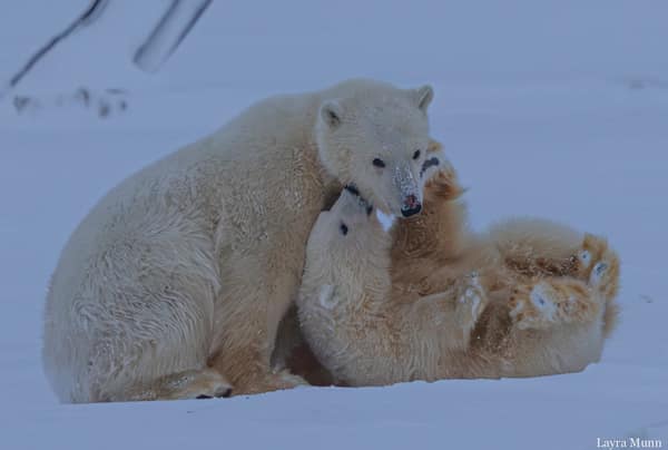 Polar Bears at Kaktovik, Arctic Alaska