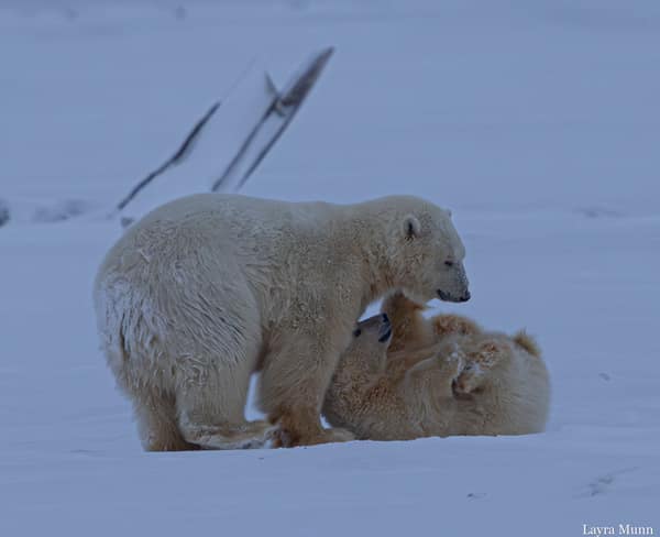 Polar Bears at Kaktovik, Arctic Alaska