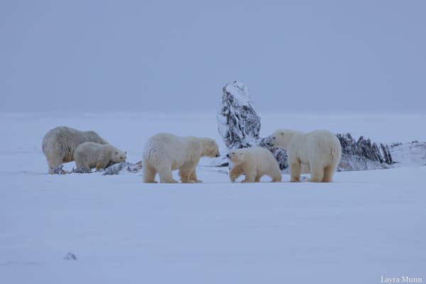 Polar Bears at Kaktovik, Arctic Alaska