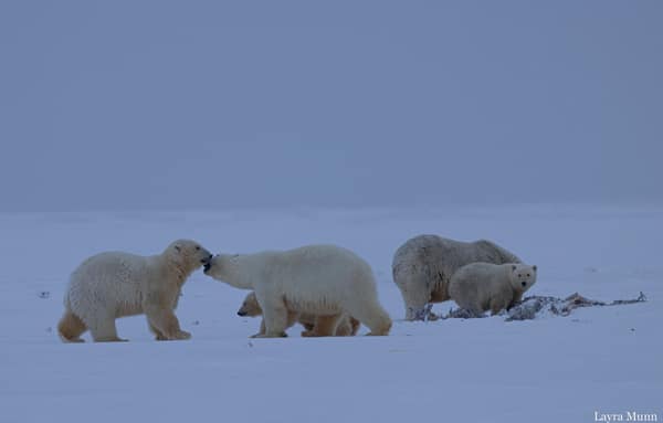 Polar Bears at Kaktovik, Arctic Alaska