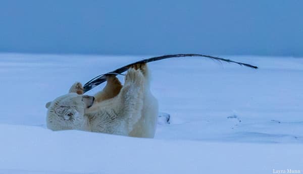 Polar Bears at Kaktovik, Arctic Alaska