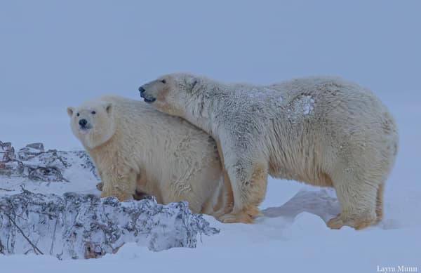 Polar Bears at Kaktovik, Arctic Alaska