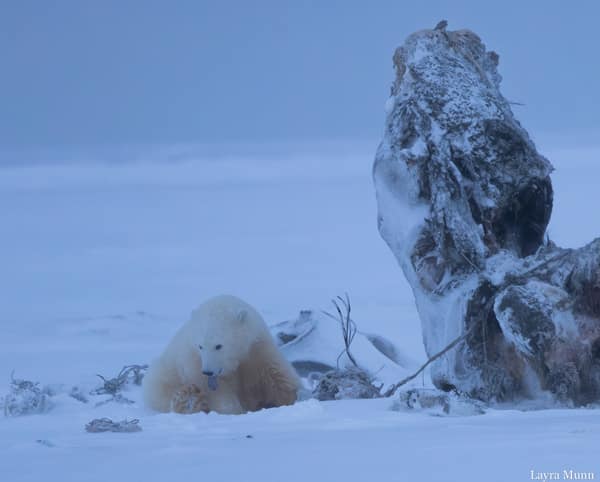 Polar Bears at Kaktovik, Arctic Alaska