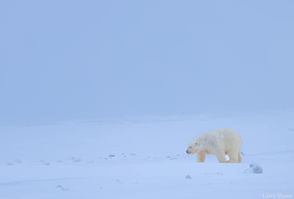 Polar Bears at Kaktovik, Arctic Alaska