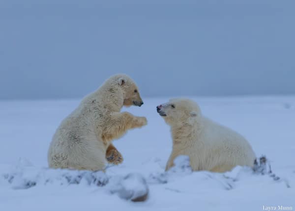 Polar Bears at Kaktovik, Arctic Alaska