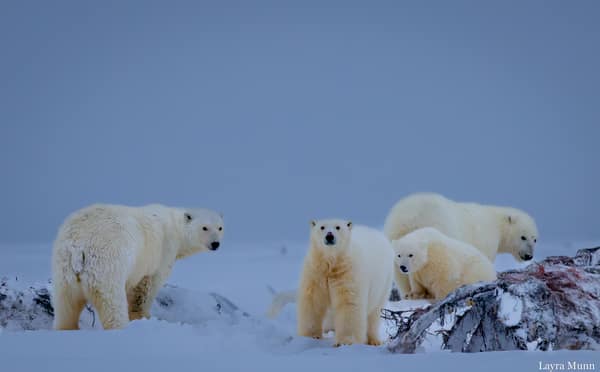 Polar Bears at Kaktovik, Arctic Alaska