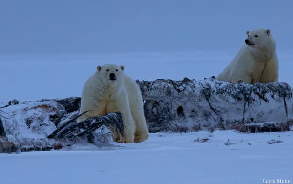 Polar Bears at Kaktovik, Arctic Alaska