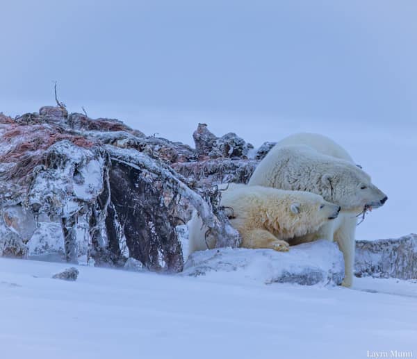 Polar Bears at Kaktovik, Arctic Alaska